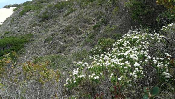 Image of Agathosma apiculata E. Mey. ex Bartl. & Wendl. fil.