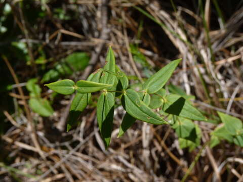 Lysimachia asperulifolia Poir. resmi