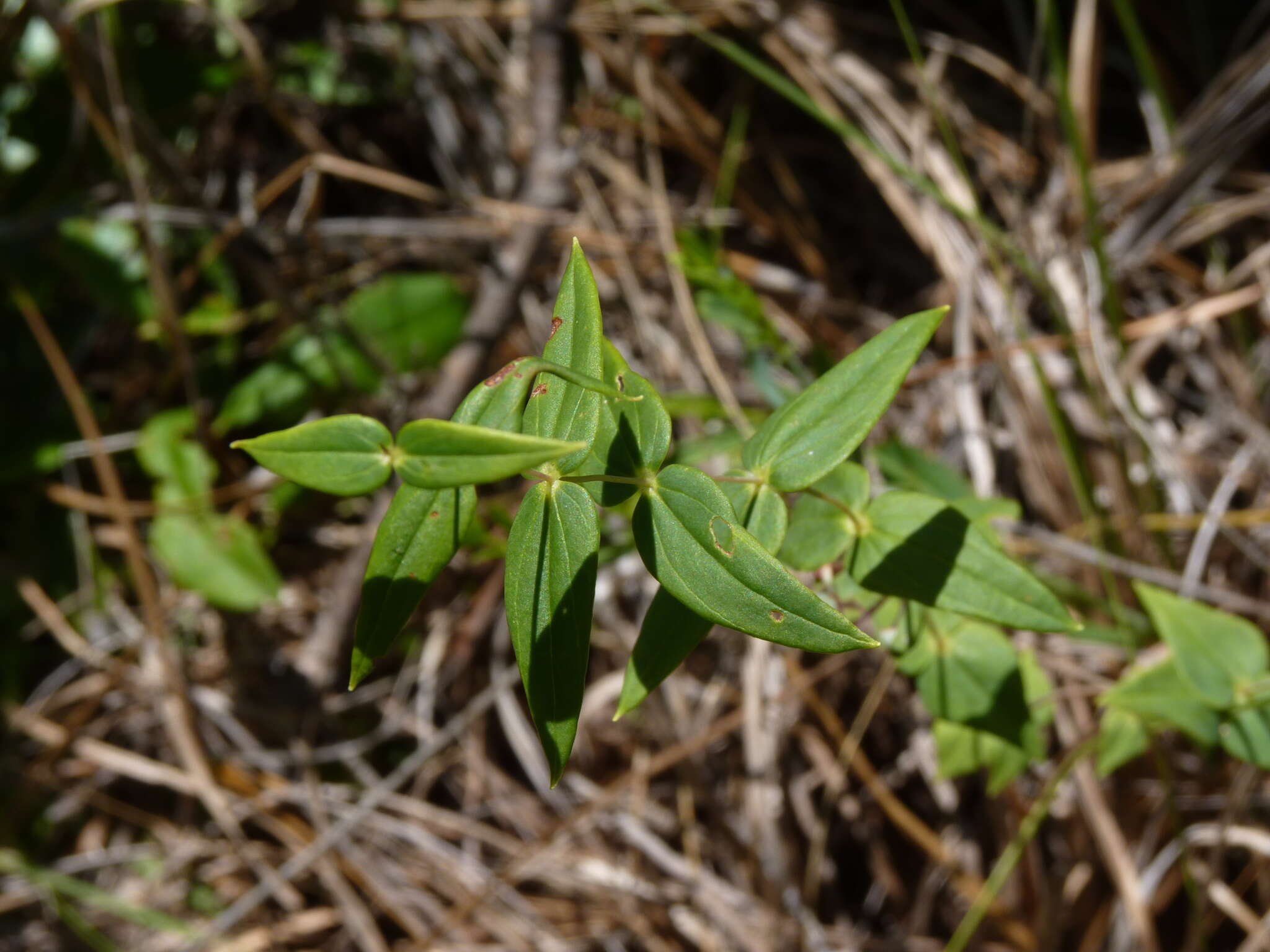 Lysimachia asperulifolia Poir.的圖片