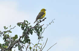 Image of White-bellied Canary