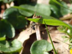 Image of Andrena ventralis Imhoff 1832