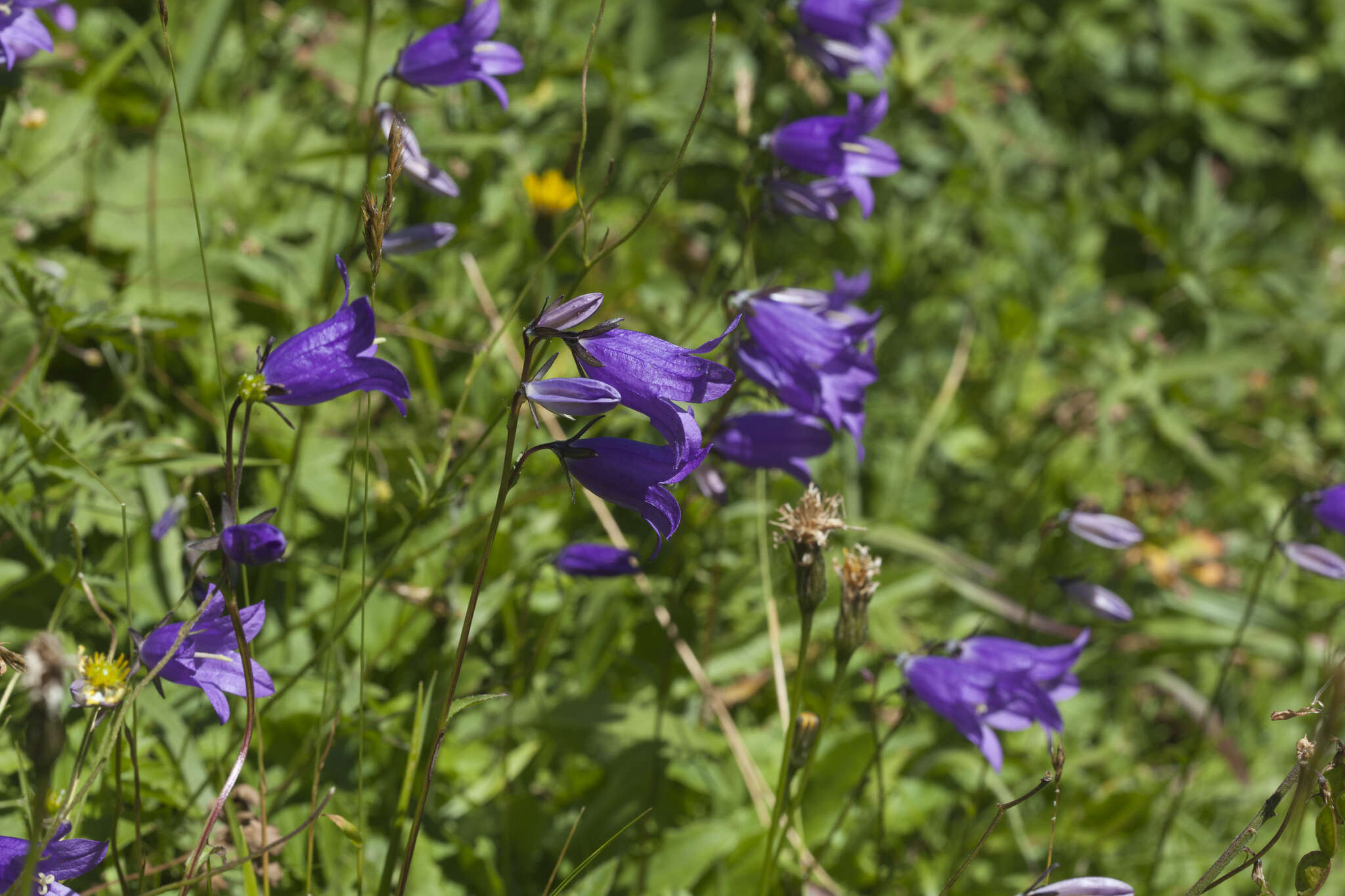 Image of Campanula collina Sims