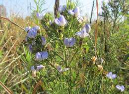 Plancia ëd Psoralea glabra E. Mey.