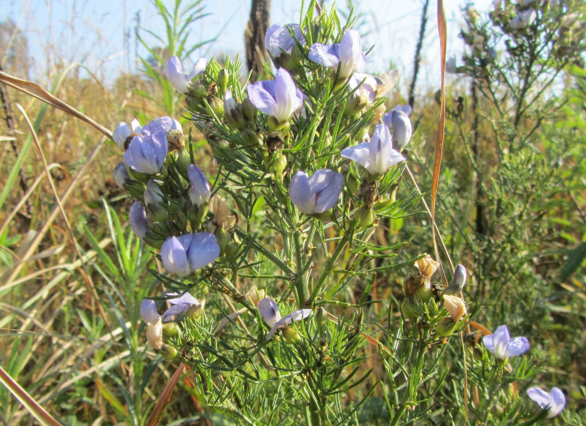 Plancia ëd Psoralea glabra E. Mey.