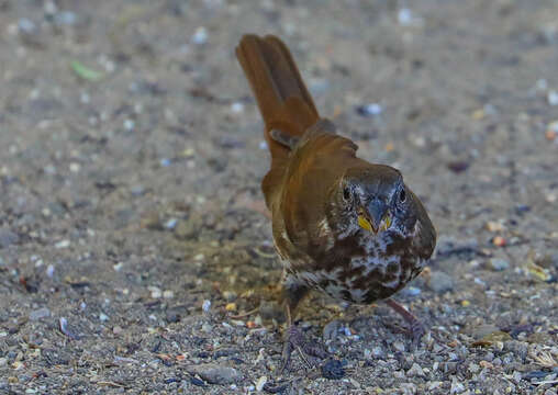 Image of Passerella iliaca schistacea S. F. Baird 1858