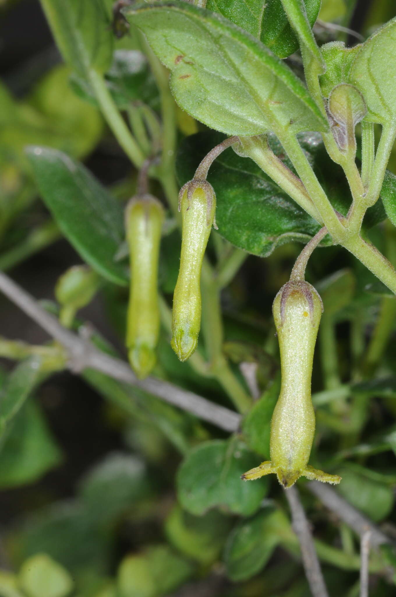 Image of Salpichroa scandens Damm.