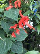 Imagem de Salvia splendens Sellow ex Nees