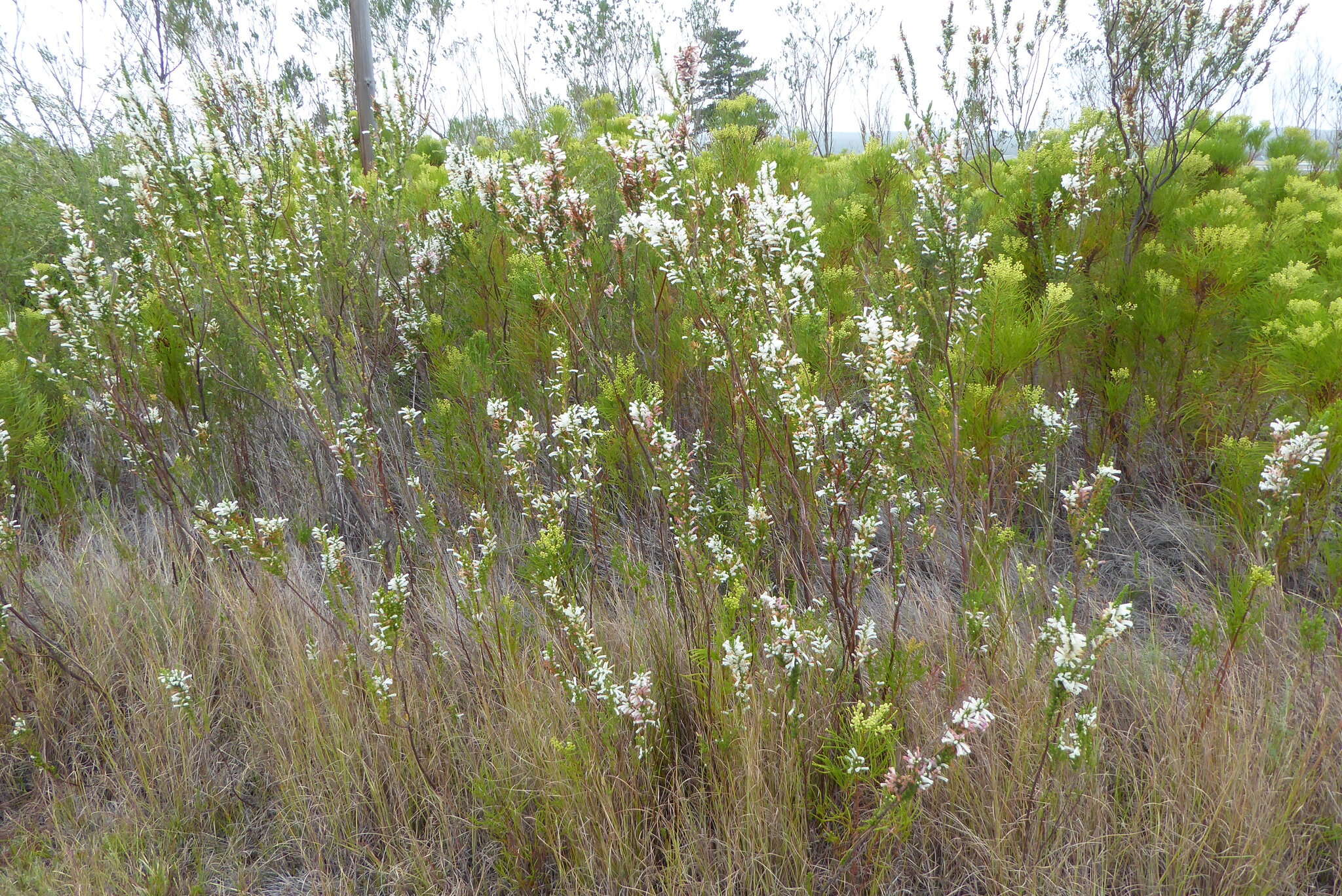 Plancia ëd Erica perspicua subsp. latifolia (Benth.) E. G. H. Oliv. & I. M. Oliv.