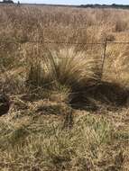 Image of silver tussock