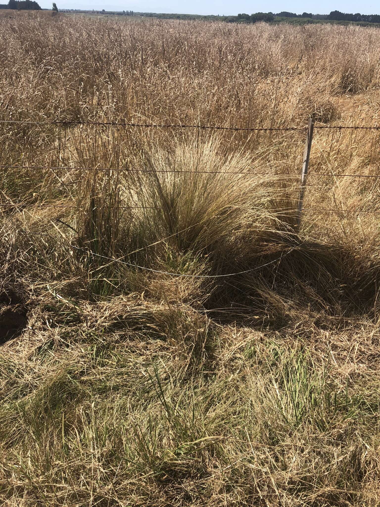 Image of silver tussock