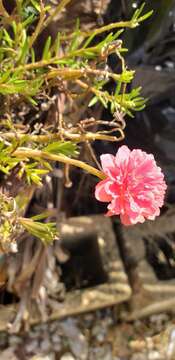 Image of Moss-rose Purslane