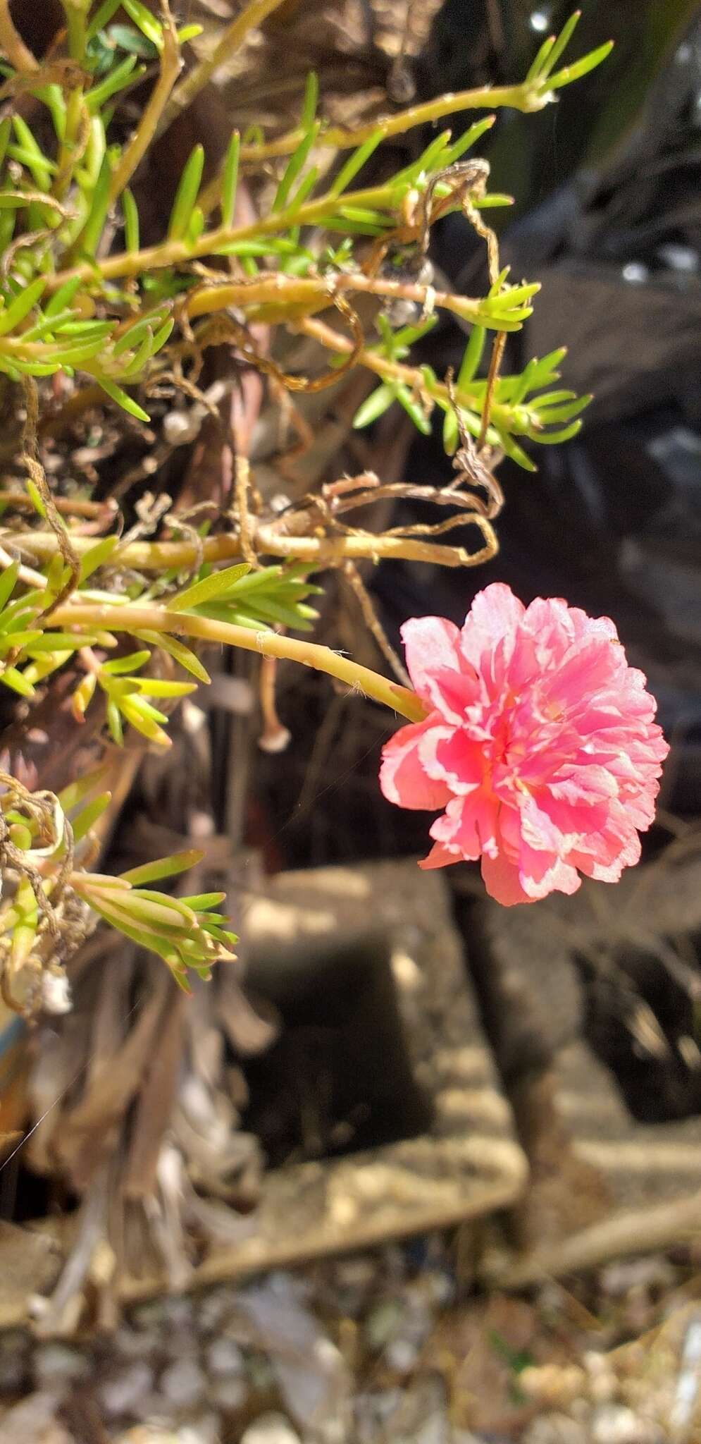 Moss-rose Purslane - Encyclopedia of Life