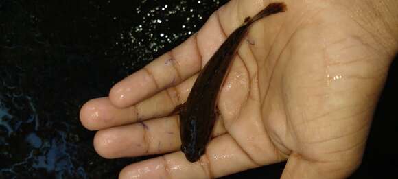 Image of Spotted snakehead