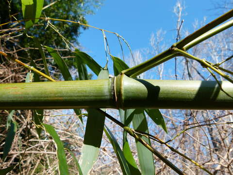 Слика од Phyllostachys aurea (André) Rivière & C. Rivière