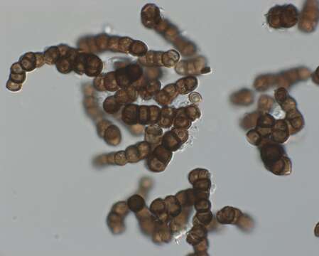 Image of Trimmatostroma salicis Corda 1837