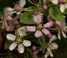 Image of Triaspis glaucophylla Engl.