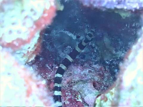 Image of Banded Pipefish