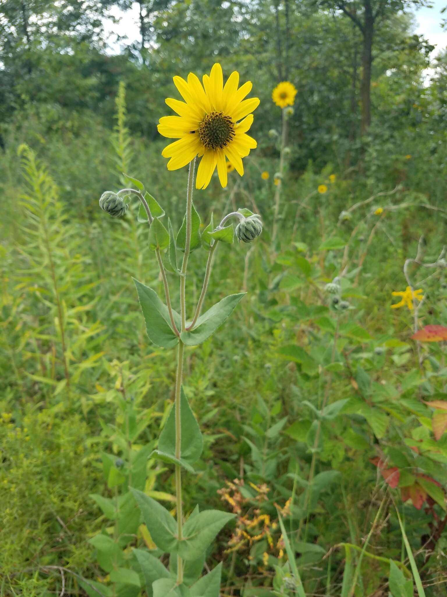 Image of ashy sunflower