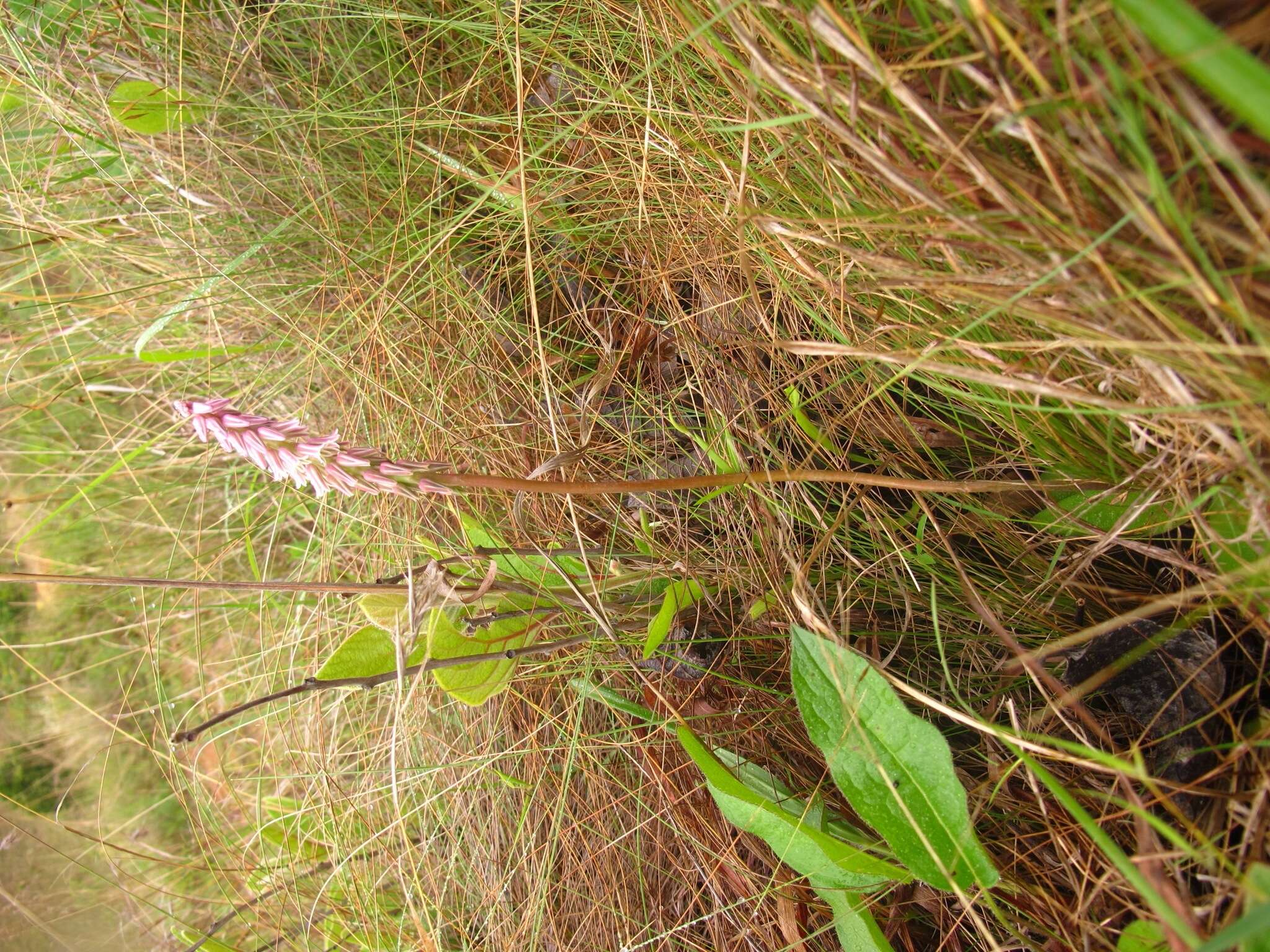 Image de Resnova pilosa van der Merwe