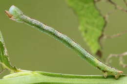 Image of bilberry emerald