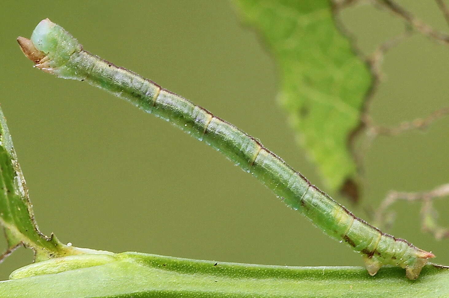 Image of bilberry emerald