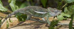 Image of Uthmöller‘s Chameleon