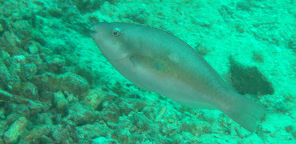 Image of Big belly Parrotfish