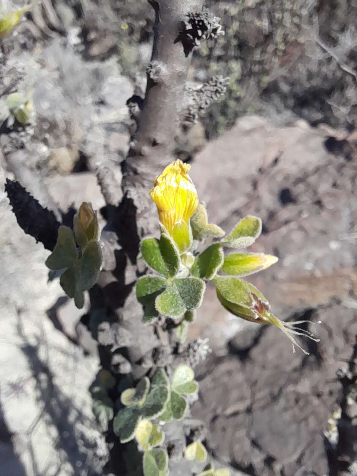 Image of Oxalis virgata Rusby