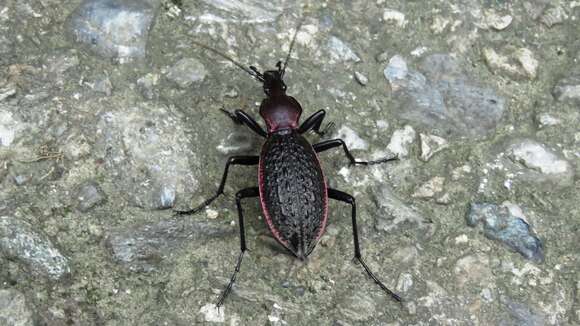 Image of Carabus (Coptolabrus) nankotaizanus Kano 1932