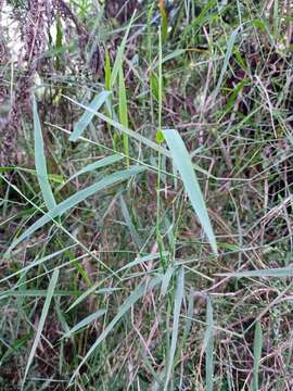 Image de Ehrharta juncea (R. Br.) Spreng.