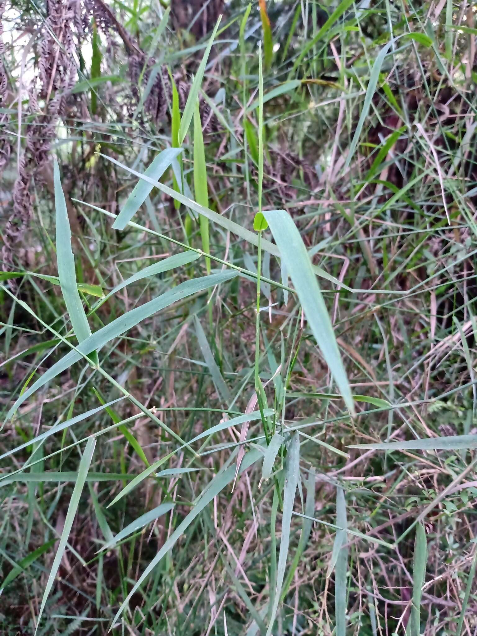 Imagem de Ehrharta juncea (R. Br.) Spreng.