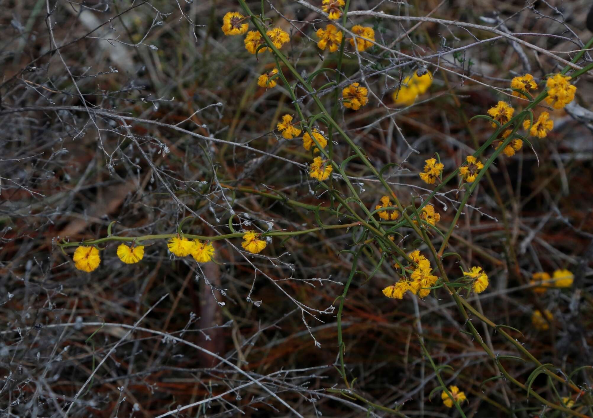 Imagem de Acacia stenoptera Benth.