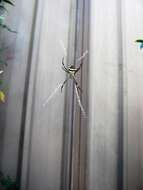 Imagem de Argiope keyserlingi Karsch 1878