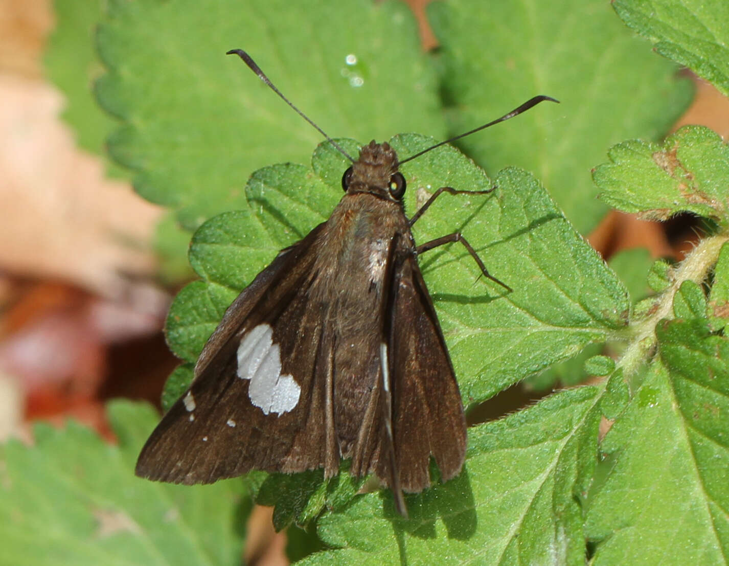 Image de Notocrypta feisthamelii alysos Moore 1865