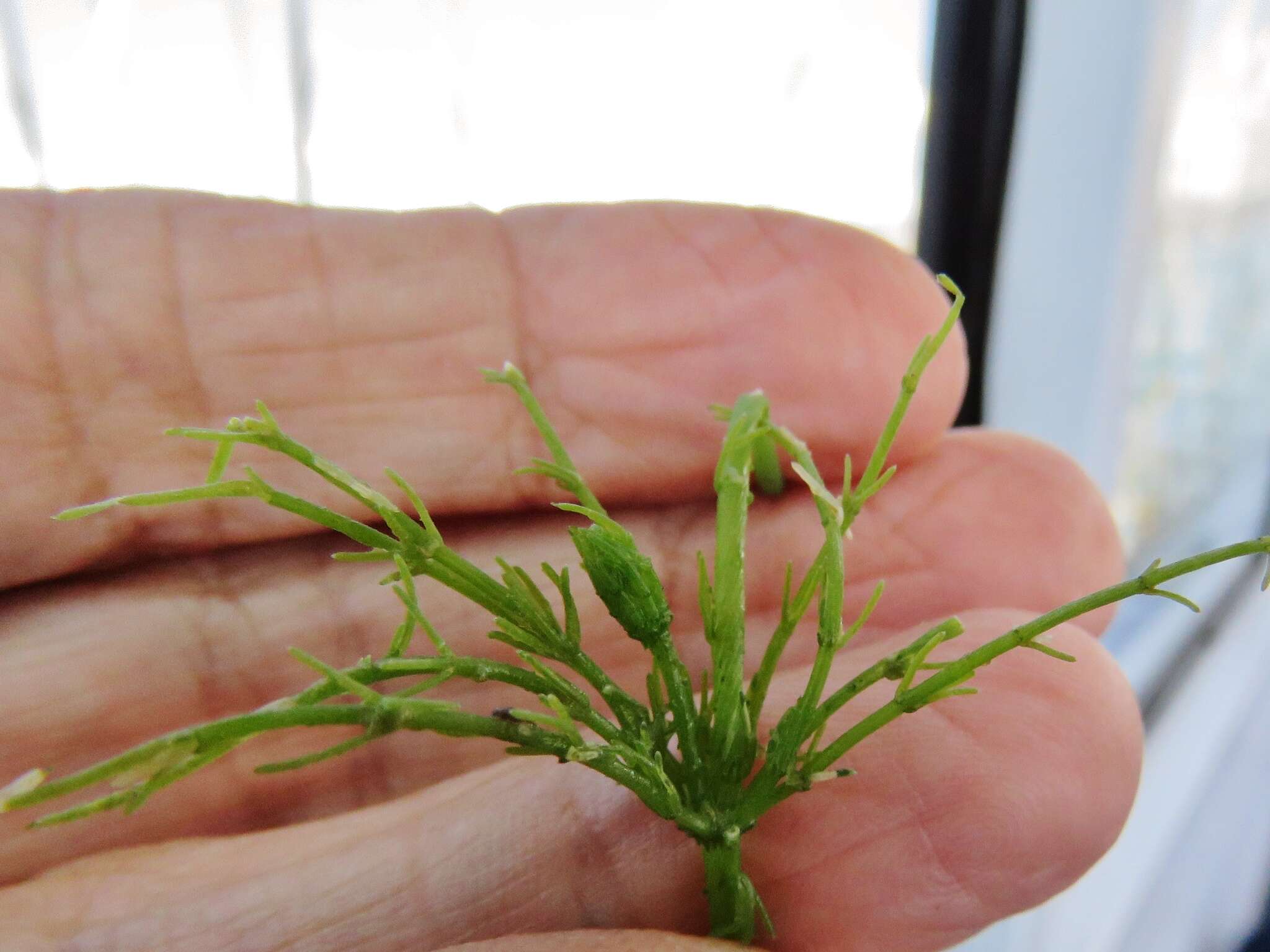 Image of Baltic Stonewort