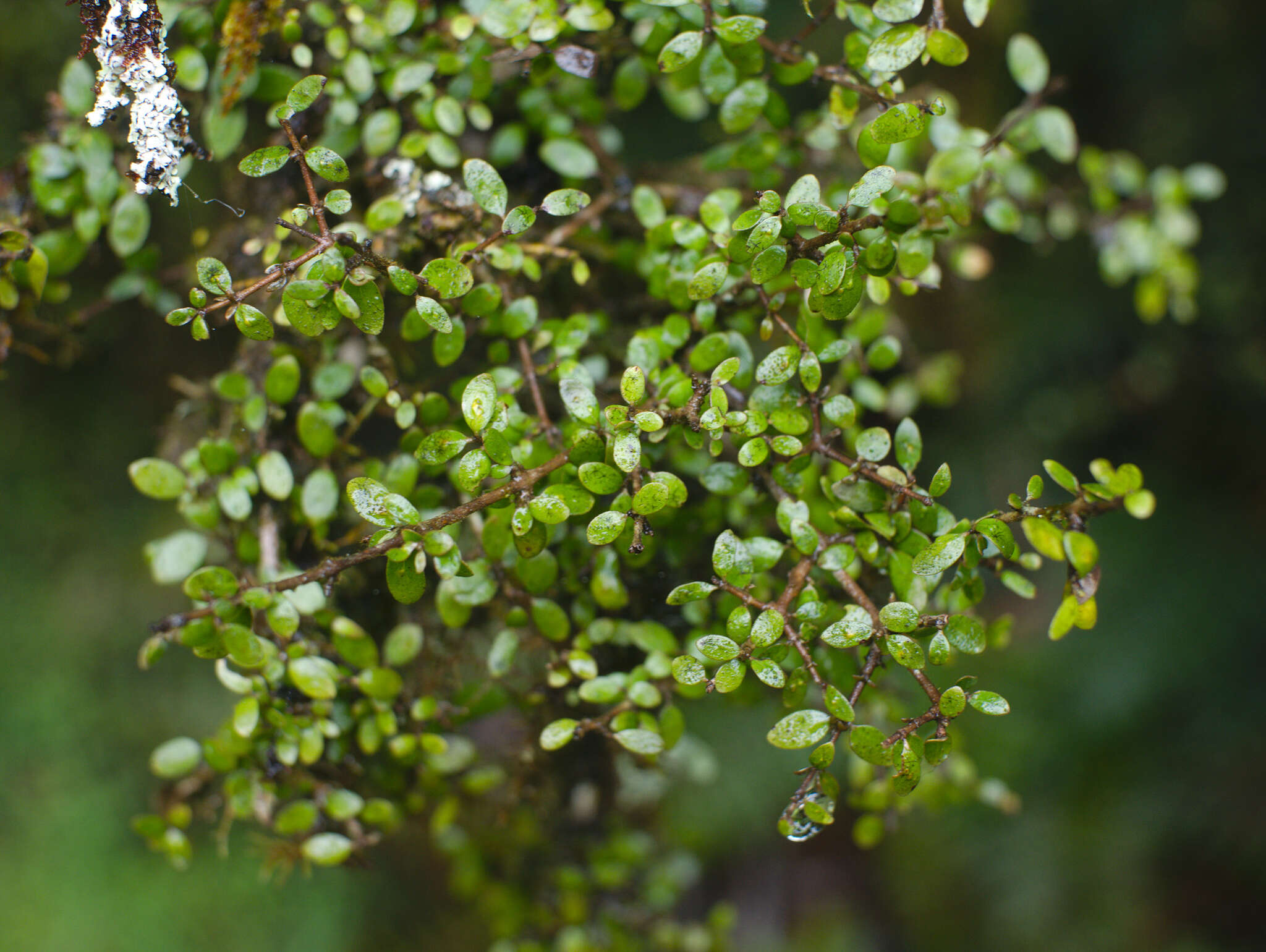 Imagem de Coprosma wallii Petrie