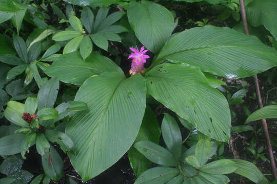 Imagem de Curcuma petiolata Roxb.