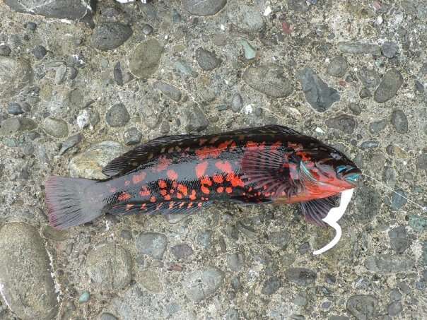 Image of Rock greenling