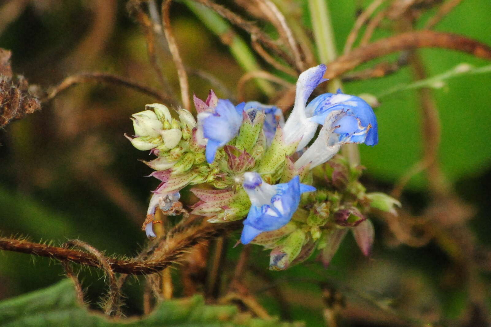 Imagem de Salvia uliginosa Benth.