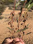 Image of <i>Eucalyptus dissimulata</i> subsp. <i>plauta</i>