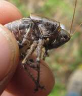 Image of Rhacocleis poneli Harz & Voisin 1987