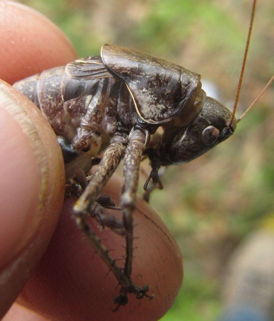 Image of Rhacocleis poneli Harz & Voisin 1987