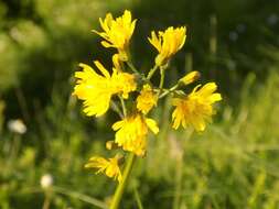 Image of Crepis praemorsa (L.) Tausch