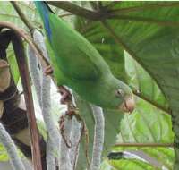 Image of Cobalt-winged Parakeet