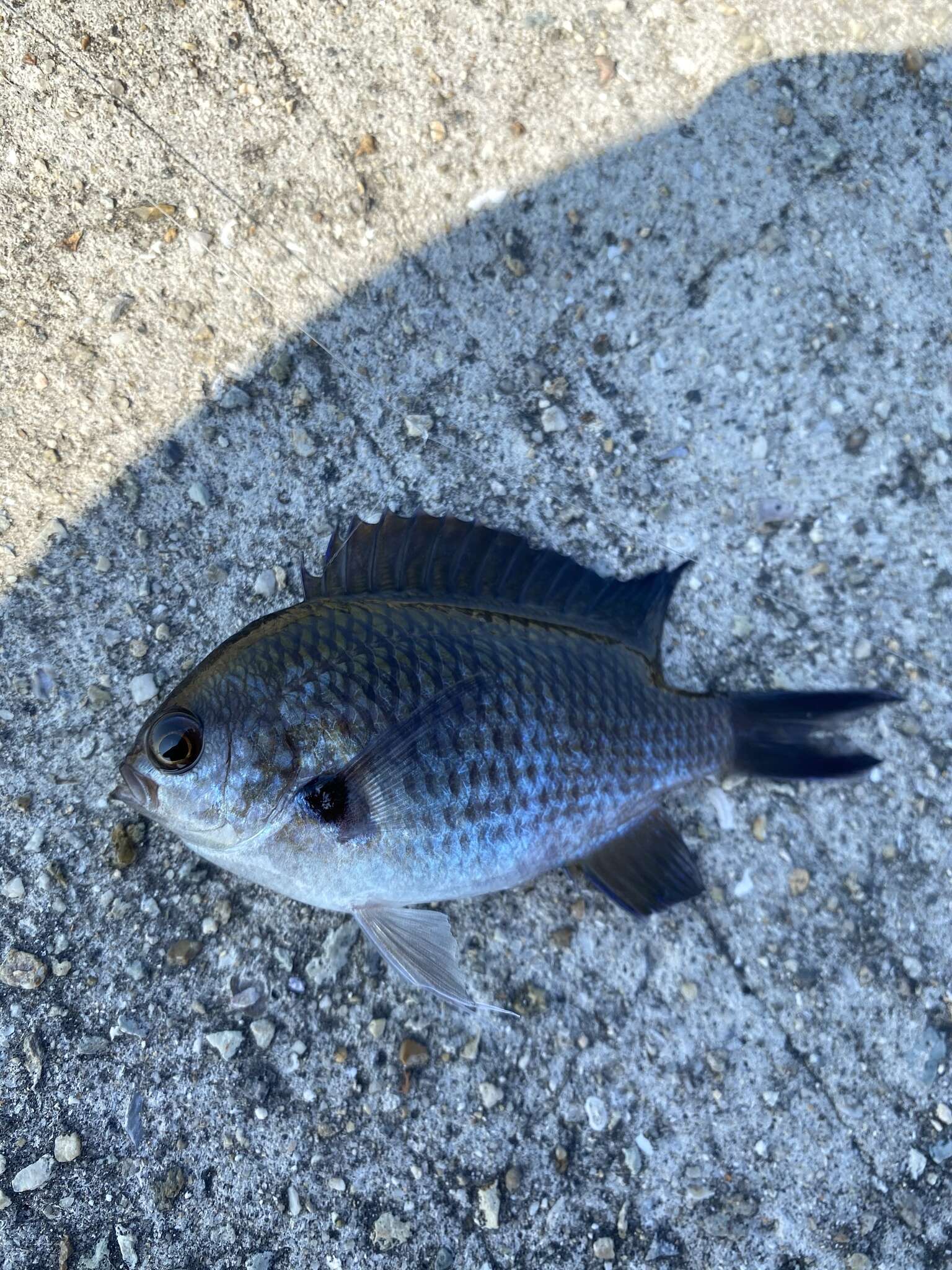 Image of Pearl-spot Chromis