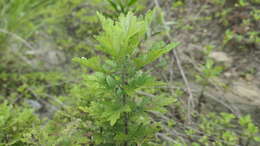 Image of Chrysanthemum lavandulifolium var. tomentellum Hand.-Mazz.