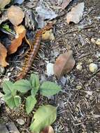 Image of Florida Keys Centipede