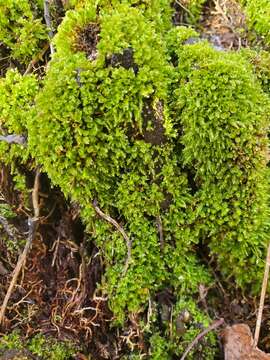 Image of tetraphis moss