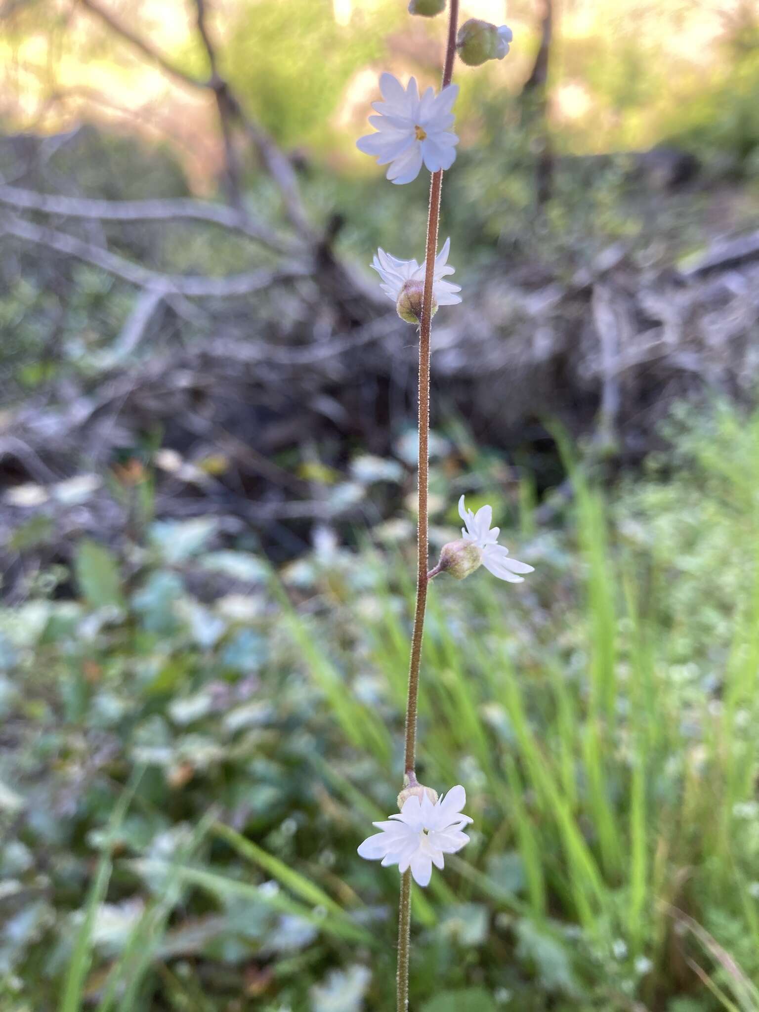 Image of Bolander's woodland-star