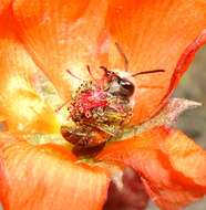 Image of Andrena sphaeralceae Linsley 1939